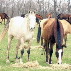 Horses at Throwleigh Farm