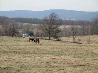 Throwleigh Farm Scene