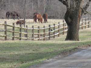 Horses at Throwleigh Farm