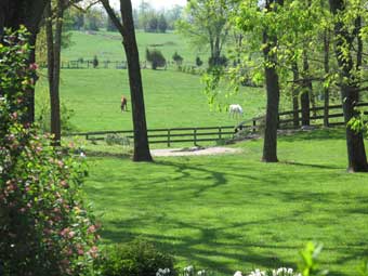 Throwleigh Farm Scene