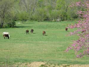 Horses at Throwleigh Farm