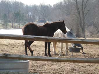 Throwleigh Farm Scene