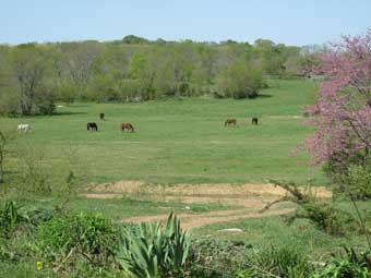 Throwleigh Farm Scene