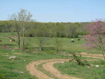 Throwleigh Farm Scene