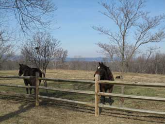 Throwleigh Farm Scene