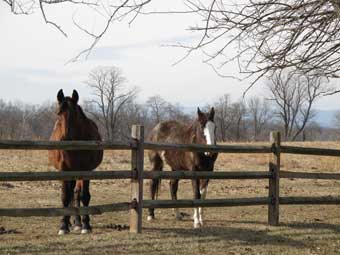 Throwleigh Farm Scene