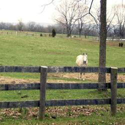 Throwleigh Farm Scene